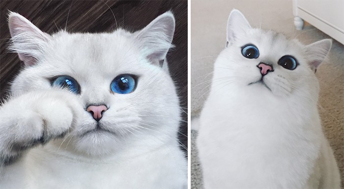 Запознайте се с Коби: Котката с най-красиви очи