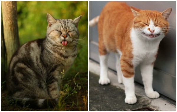 Очарователните лица на уличните японски котки