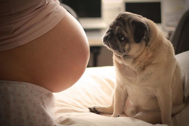 20 умилителни снимки на кучета, които очакват с нетърпение появата на бебето