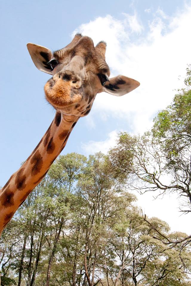 Защо Файсбук се пълни със снимки на жирафи... или коя е загадката, която покори социалната мрежа