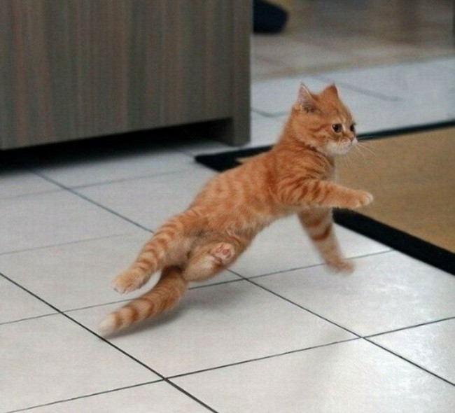 Коте танцьор