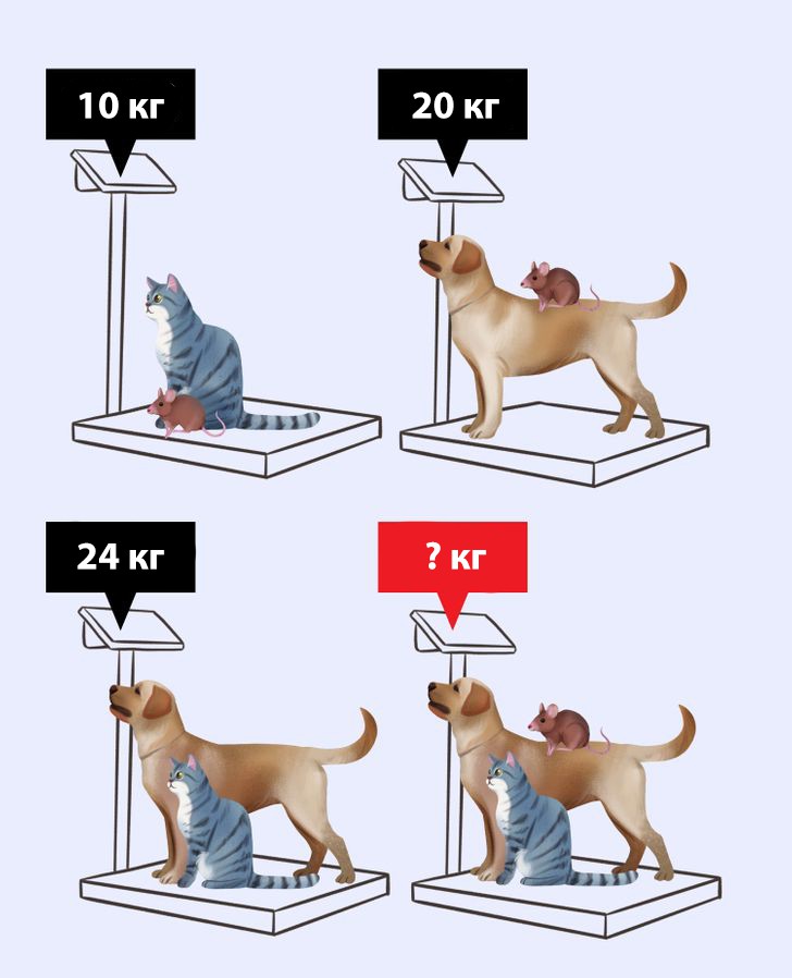 головоломка: Сколько весят вместе собака, кошка и мышь?