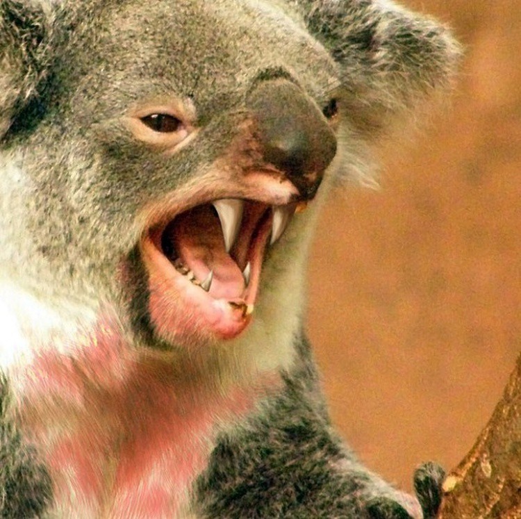 Месоядни коали