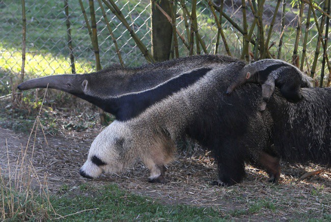 Мравояд или панда