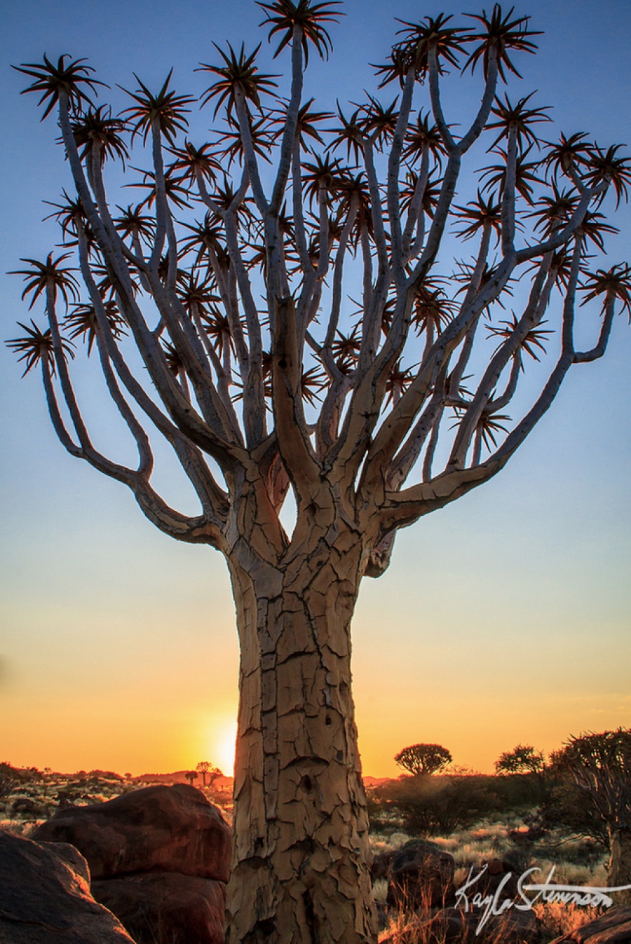 11. Колчан дърво в Намбибия