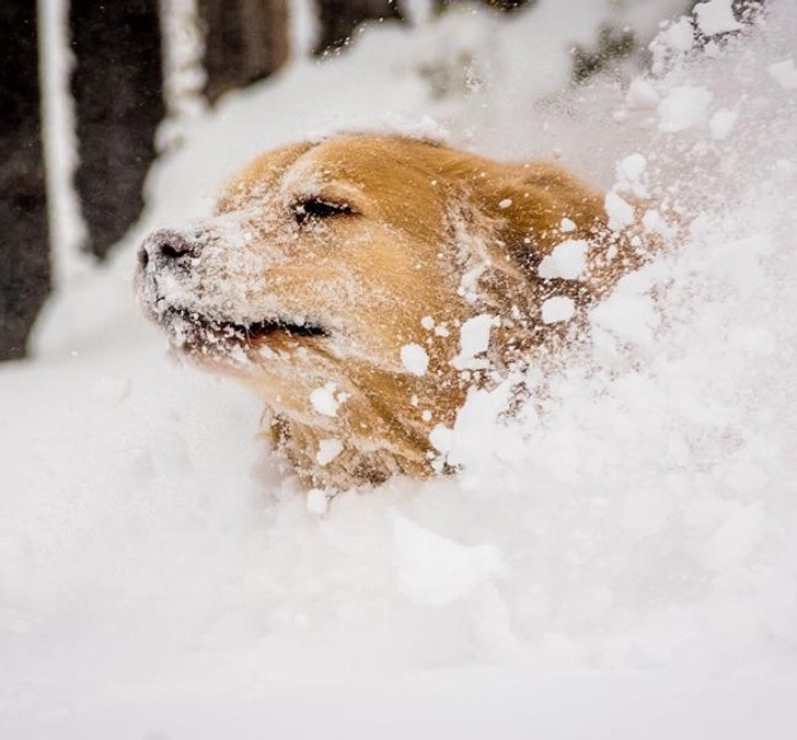 Кучето в снега