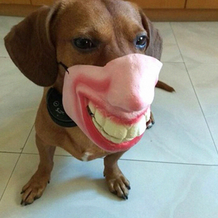 Абсурдни маски за кучета