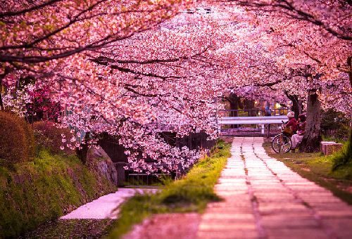 Пролетна Япония