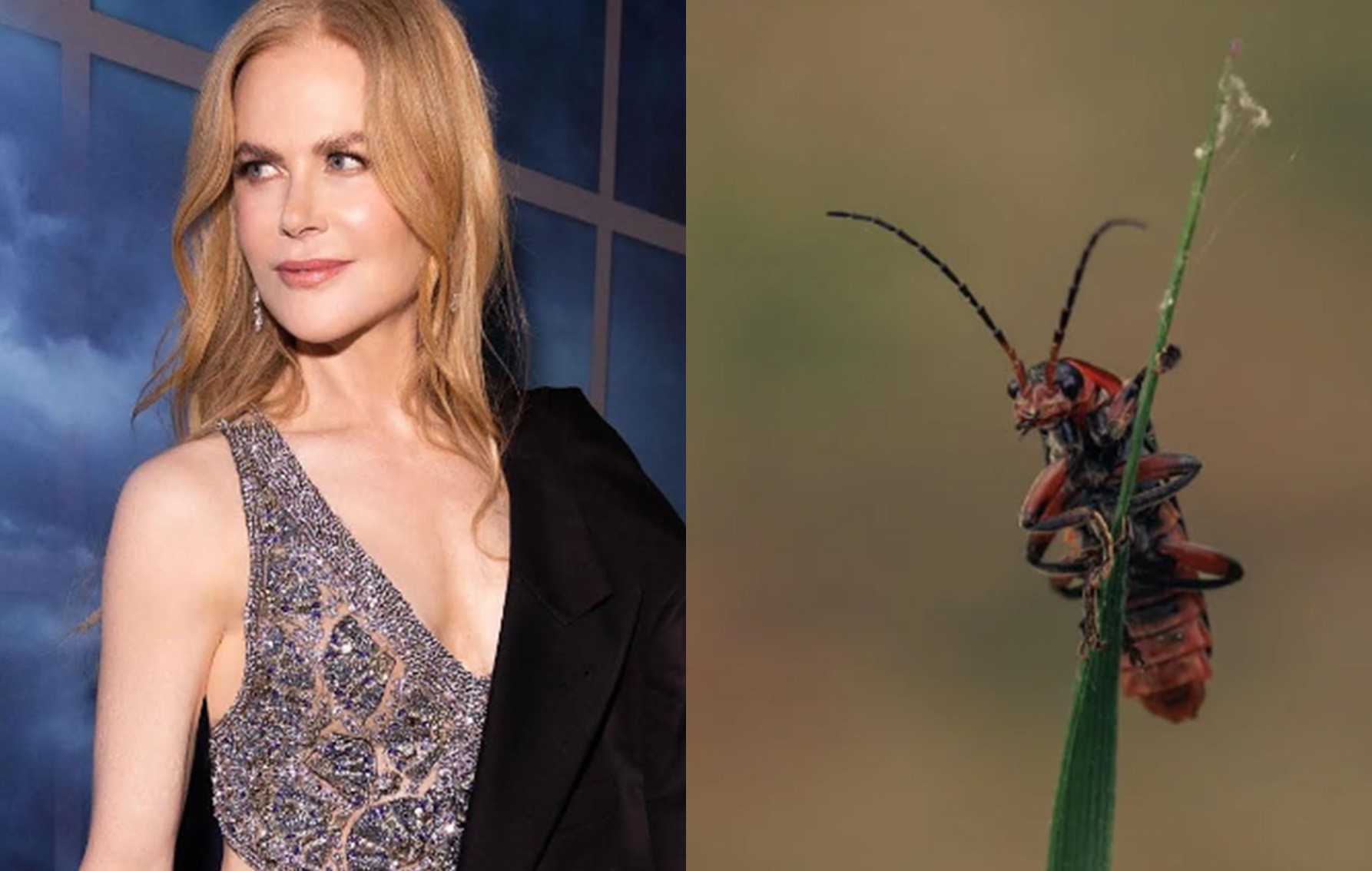 Никол Кидман обича да хапва насекоми