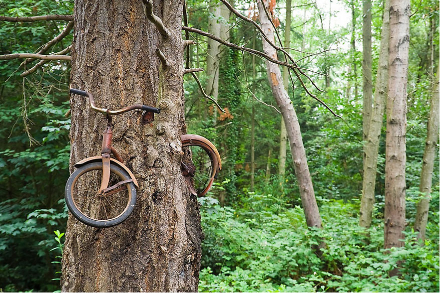 Велосипед, “погълнат” от дърво