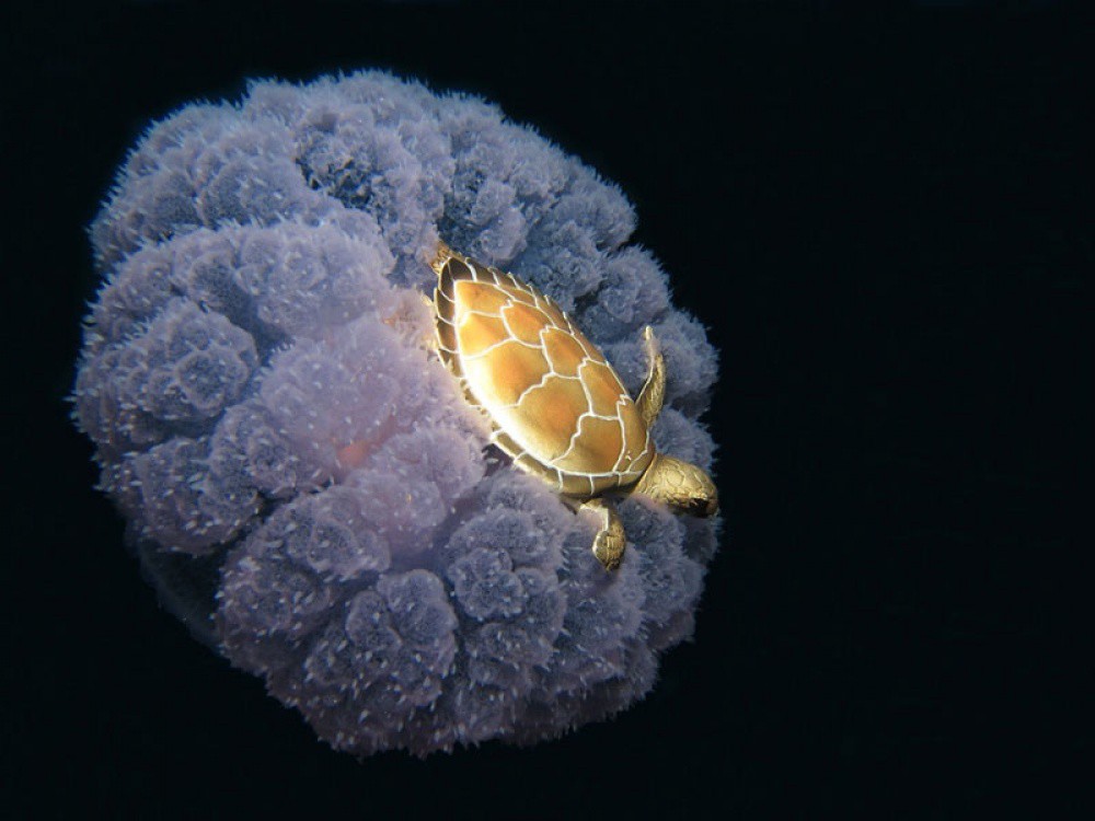 Костенурка върху медуза