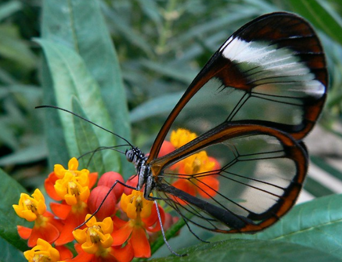 Пеперуда със стъклени крила