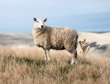 Овца. 11—24 май