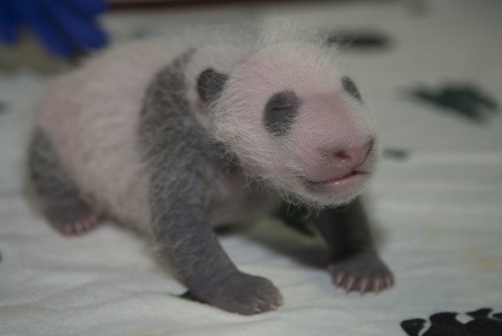 Бебе панда