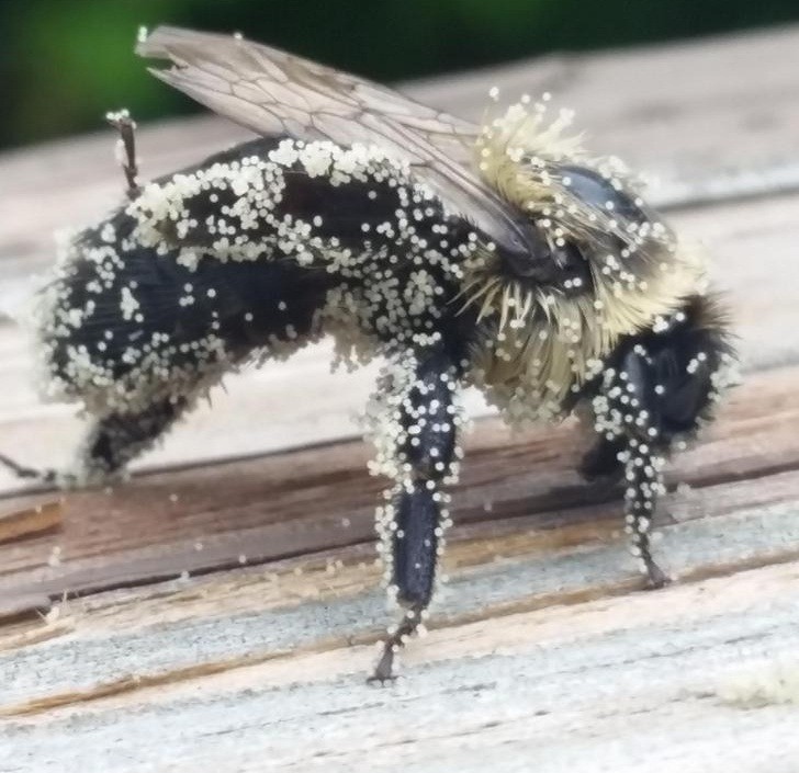 Пчела модел