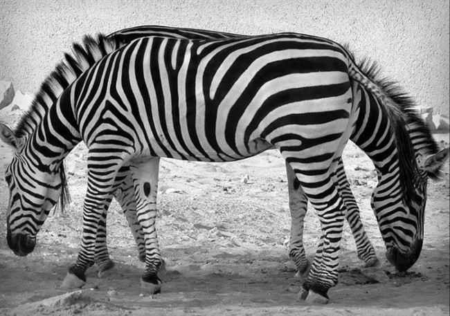 Двойна зебра 