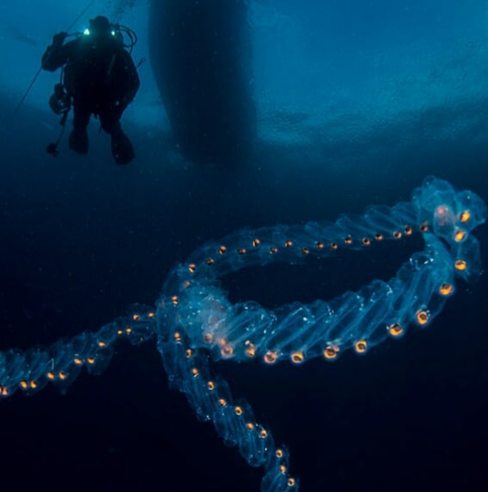 Верига от планктони