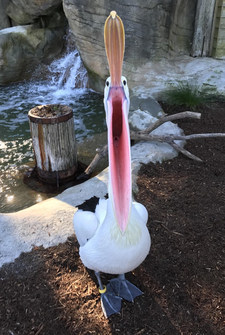 Пеликан с отворена уста