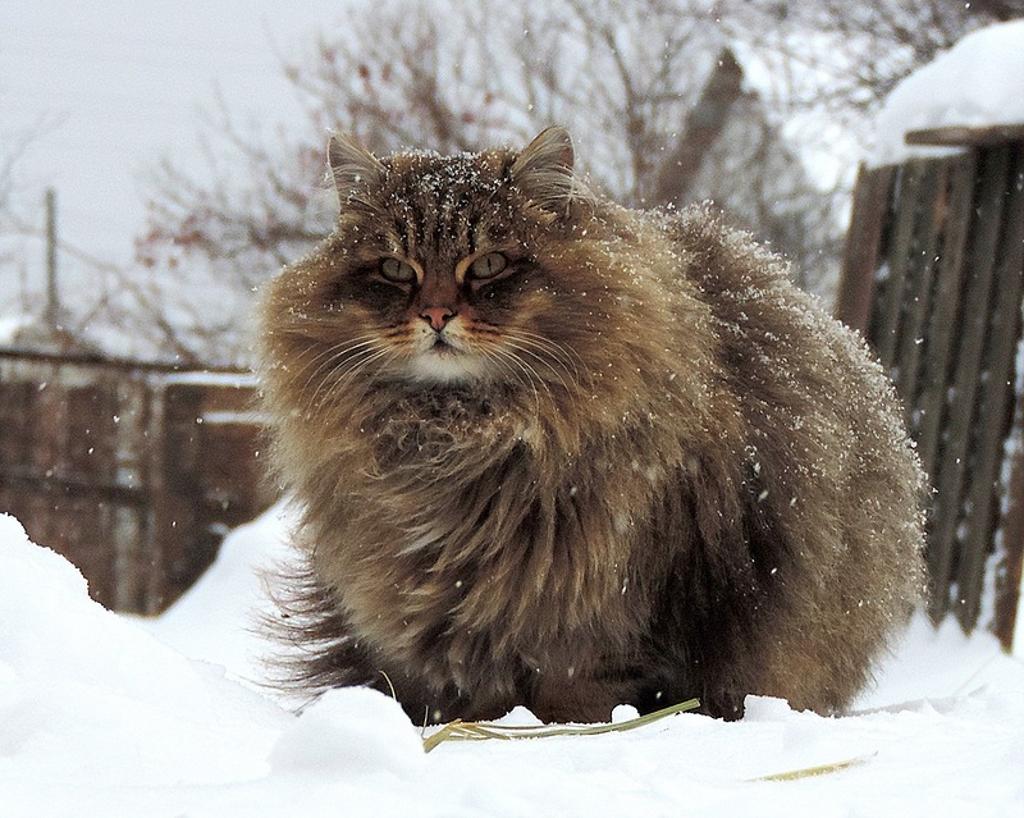  Сибирска котка