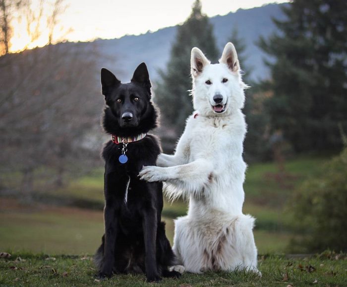 „Сватбата“ на две кучета