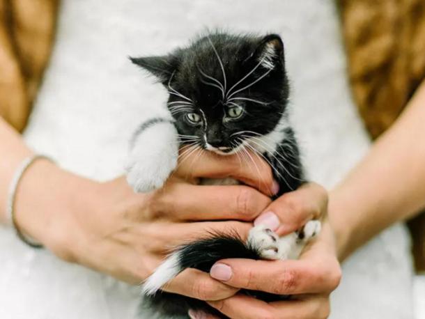 Котета и сватби