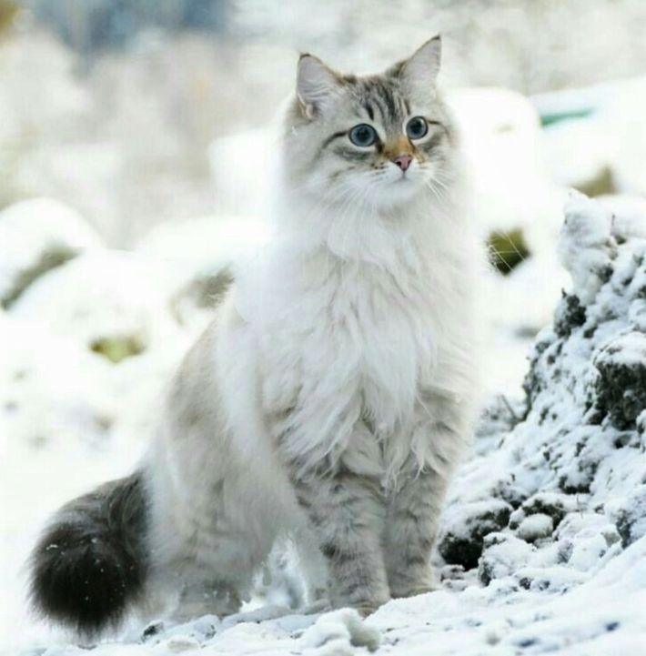 Невска маскарадна котка 