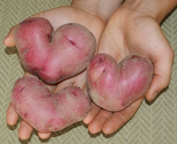 Тези картофи откраднаха сърцето ми