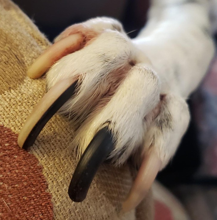 Кучешки нокът в бяло и черно