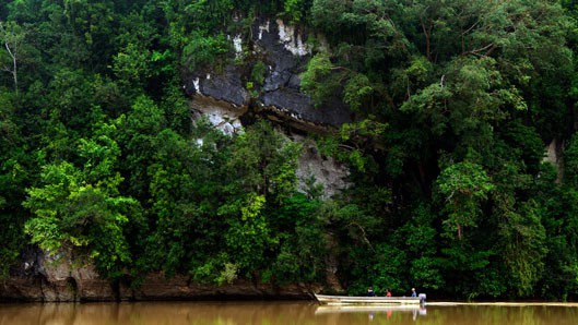 6. Тропическата гора на Борнео