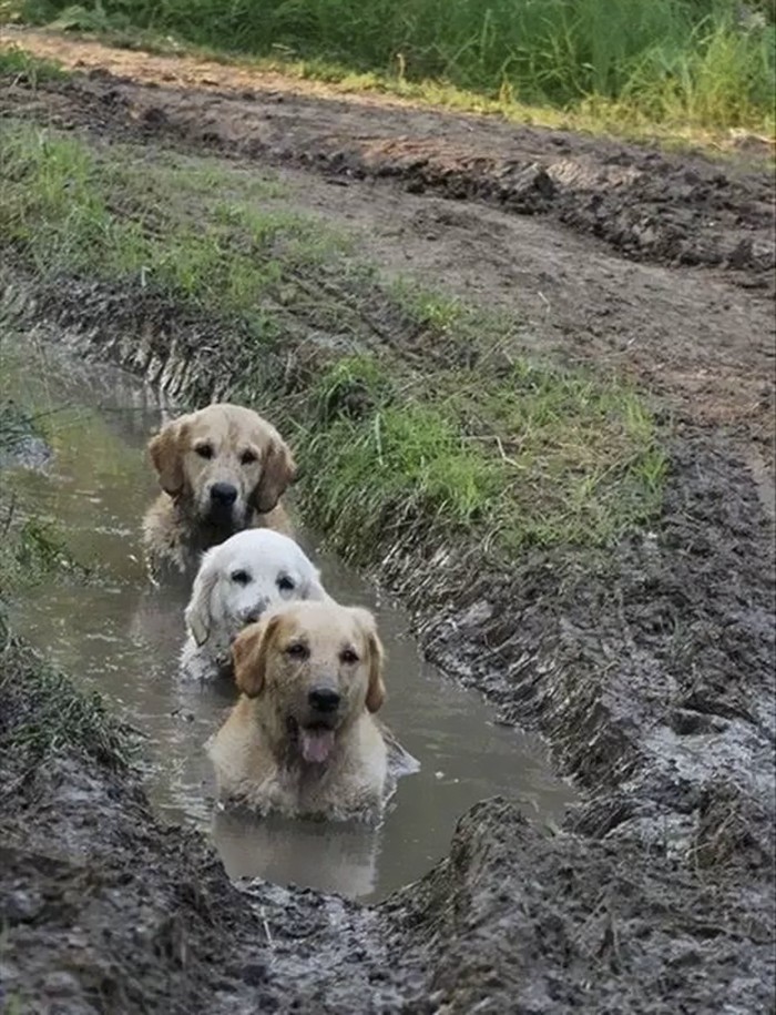 Факт: Кучетата обичат кал