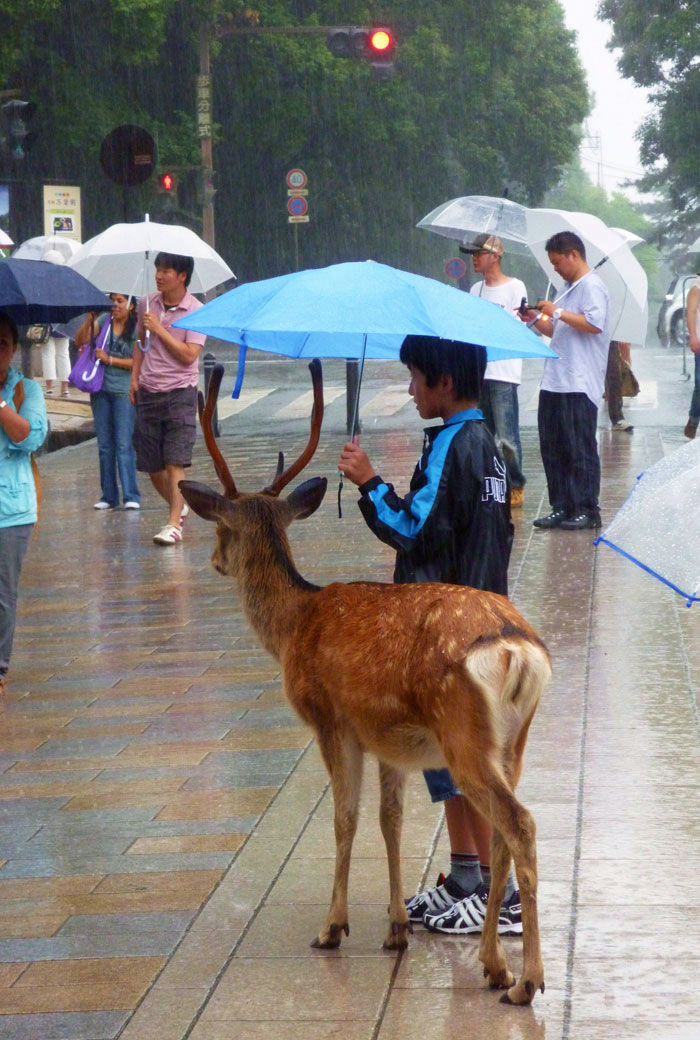 Момче споделя чадъра си с елен в Нара