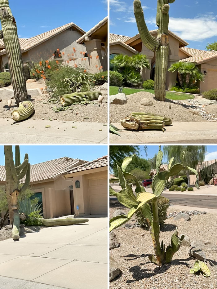 Изсъхнал кактус от жегите в Аризона