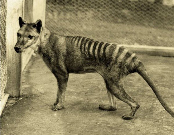 Тасманийски тигър