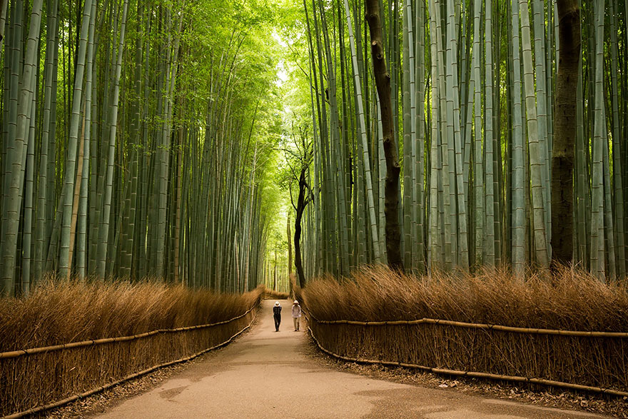 №1 Бамбуковата гора в Сагано