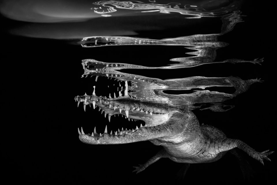 Отражението на крокодил