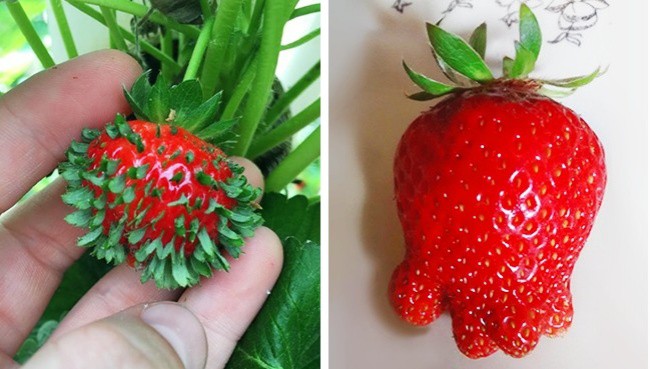 Най-странната ягода