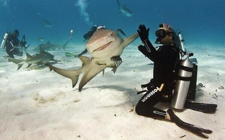 „Дай 5“ с акула