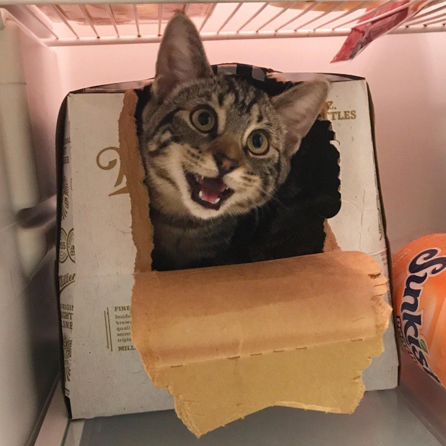 Още един крадец в хладилника