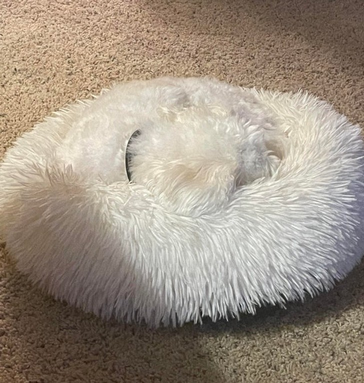 Куче или одеяло?