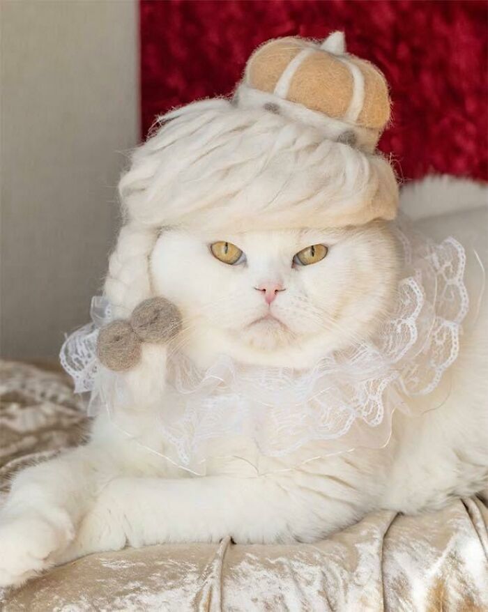 Ако Кралица Елизабет II беше котка...