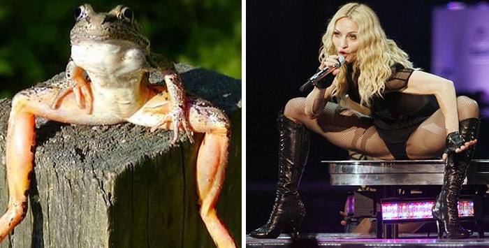 Жаба, която прилича на Мадона