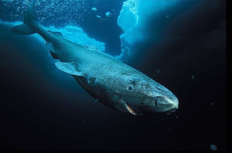 Гренландска акула: 400 години