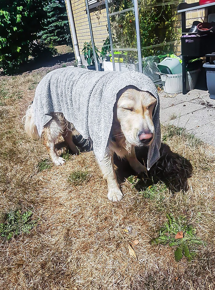 Едно куче срещу топлинната вълна в Дания