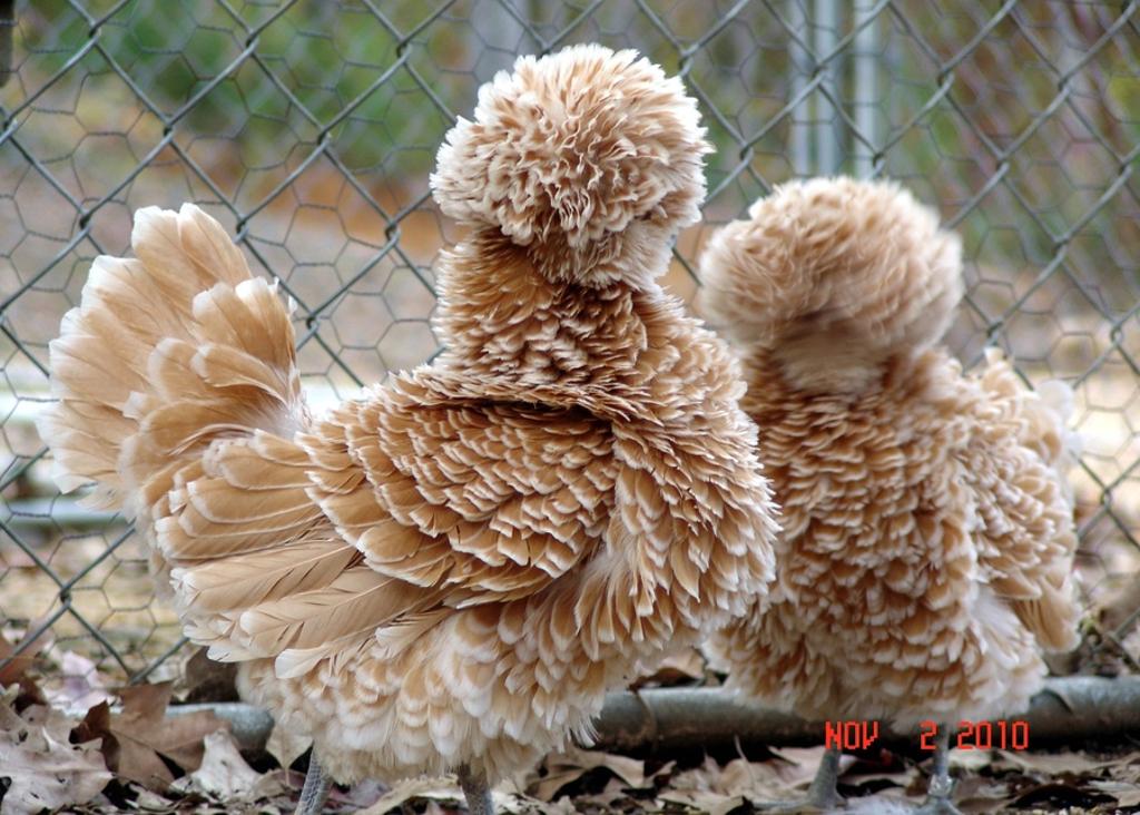 Полска качулата кокошка