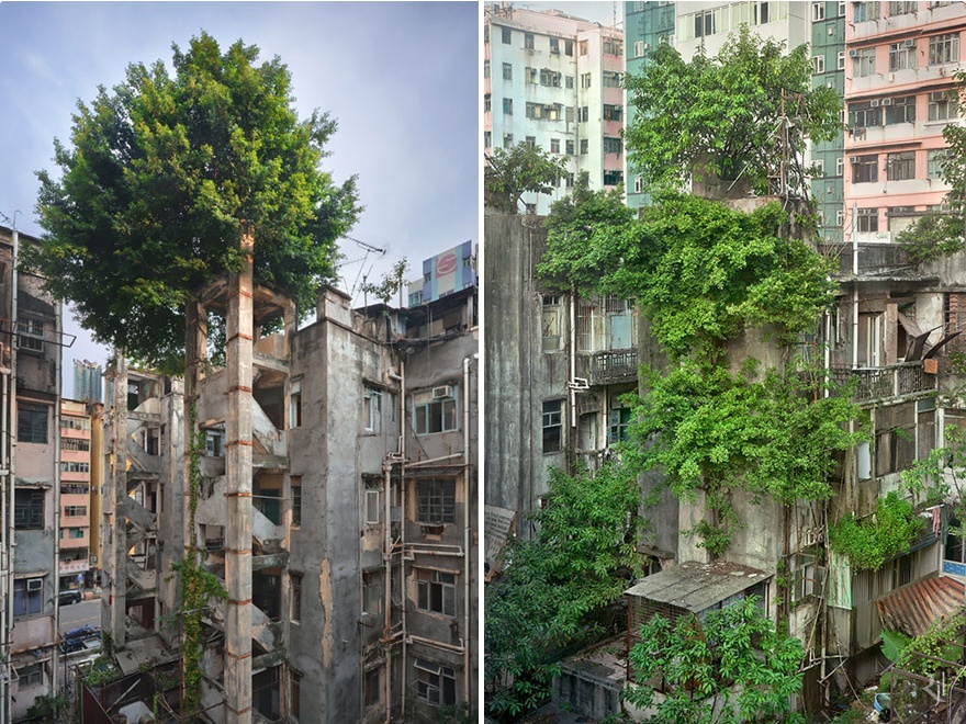 Победа на дърветата над бетона, Хонконг