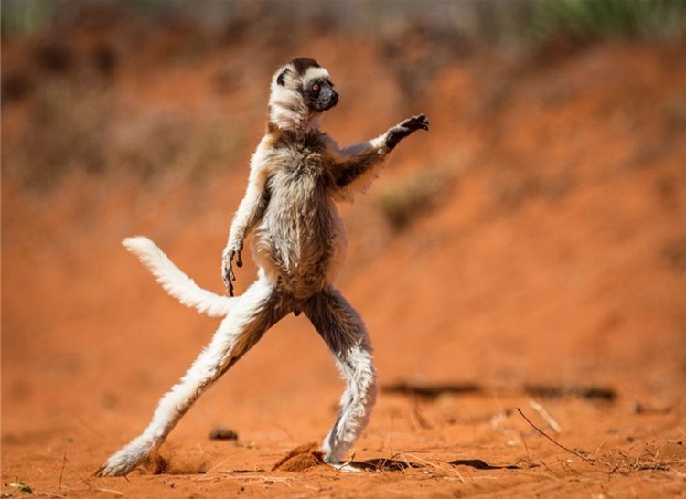 Танцувай, докато си млад, Мадагаскар
