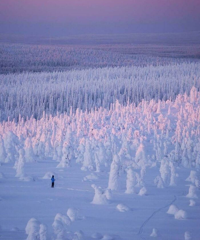 Безкрайна, замръзнала гора