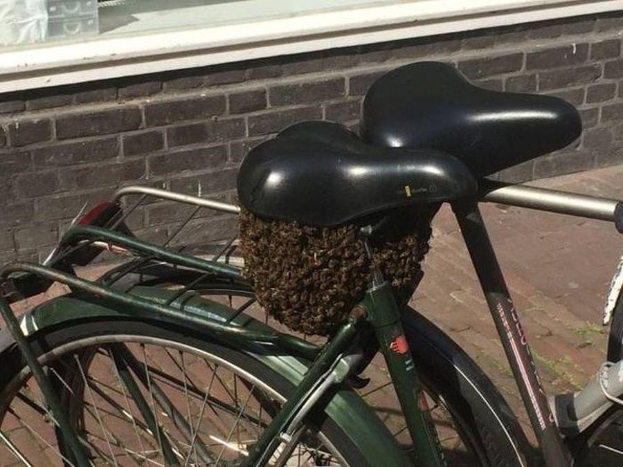 Пчелите са си открили чудесен дом