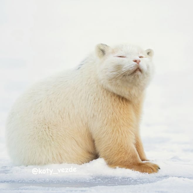 Още една полярна мечка