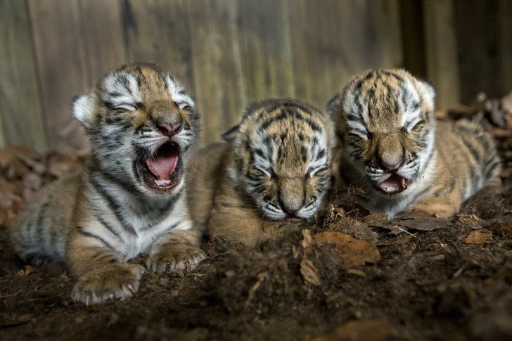 Бебета тигърчета